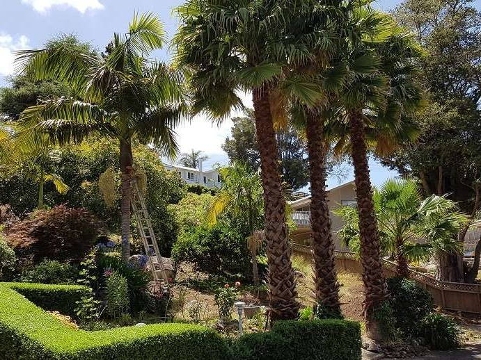 Row of tall fan palms beside a hedged garden, with a ladder set against a king palm
