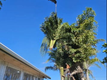 A palm crown swinging up and away from a house on the hiab, crew watching from below