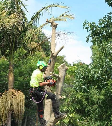 Arborist in a hi-vis shirt, helmet and harness roped onto a palm trunk, cutting it down in sections with a chainsaw, with the cut trunk rising above him and bush behind