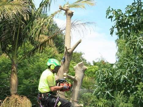 Climber sectioning a palm trunk from the top down with a chainsaw