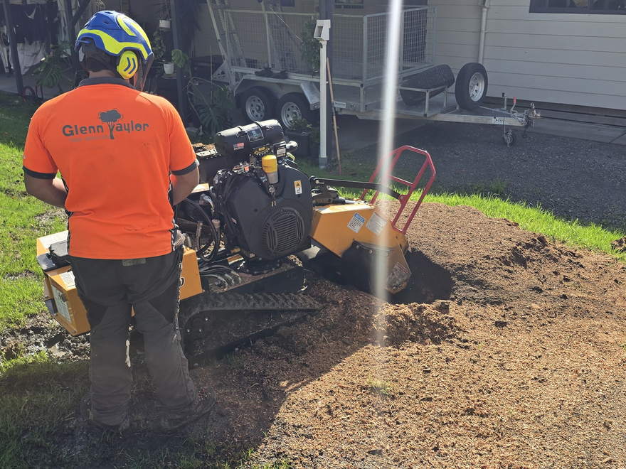 Crew member grinding a stump out of a lawn with a tracked stump grinder
